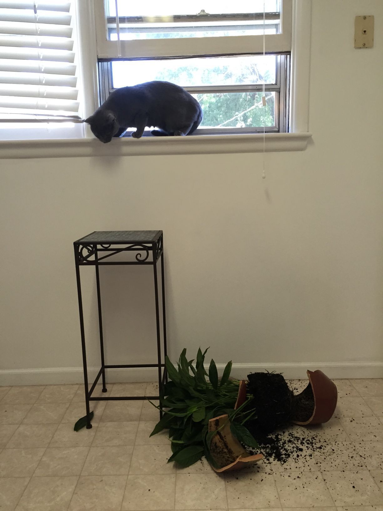 Pet